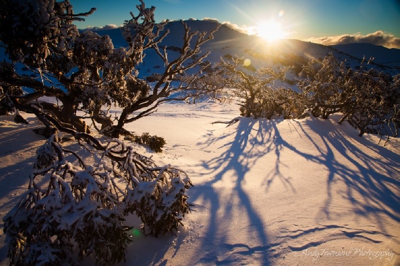 The last of the day's rays filter through the snow gums (Eucalyptus pauciflora), Kosciuszko National Park, Australia.