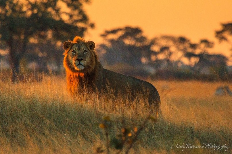 A lion (Panthera leo) surveys its territory bathed in the last rays of sunshine.