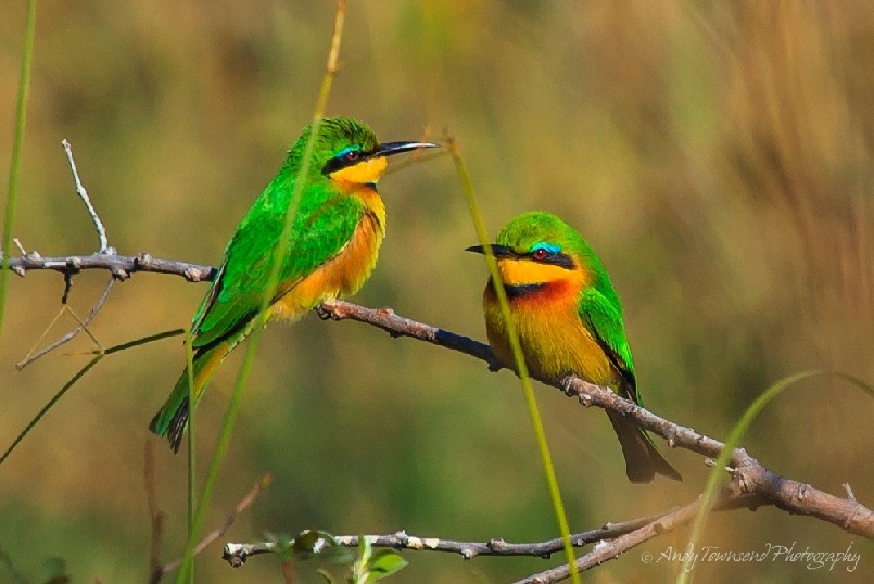 Little bee-eaters (Merops pusillus) balancing on branch.