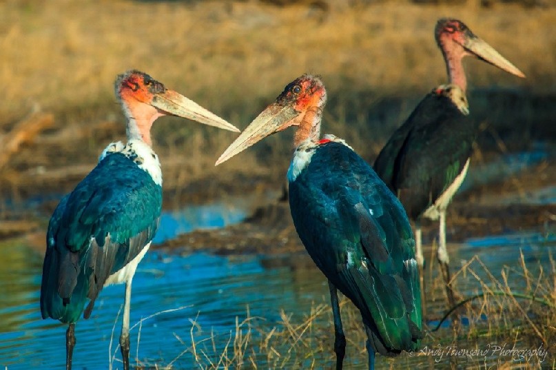 Marabou storks (Leptoptilos crumenifer) wading.
