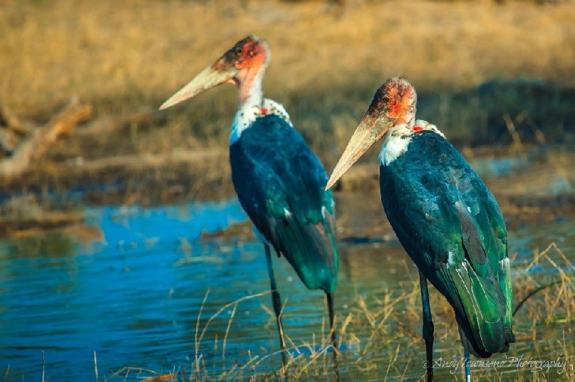 Marabou storks (Leptoptilos crumenifer) wading.