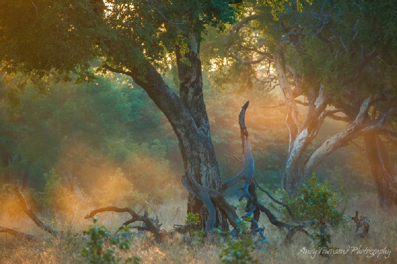 Sunlight catches early morning mist surrounded by false mopane forest.