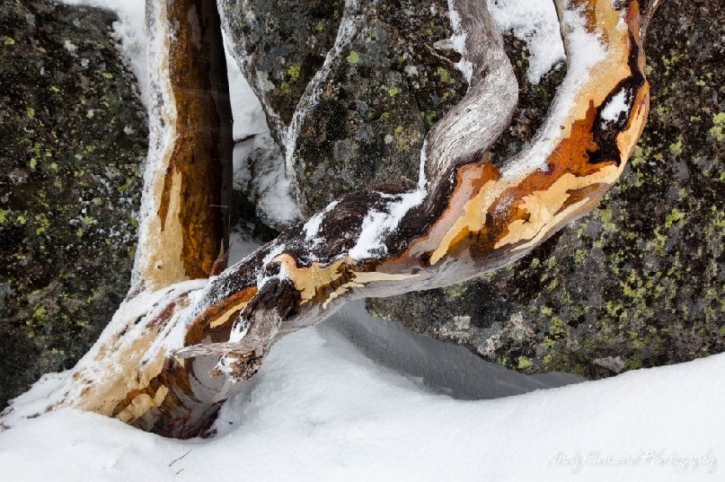 A snow gum (Eucalyptus pauciflora) nestled in a small rock gully, Kosciuszko National Park, Australia.