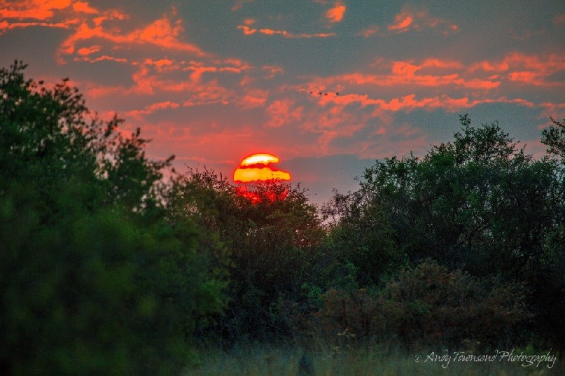 The sun sets over low scrub in the Okavango Delta.