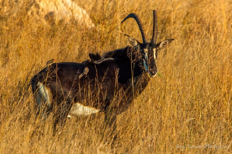 A sable antelope (Hippotragus niger) feeds in tall grass while red-billed oxpeckers hitch a ride eating ticks on its back.