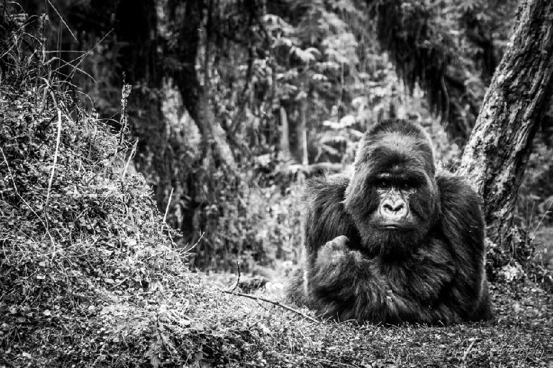 Silverback mountain gorilla (Gorilla beringei beringei) Kubaha from the Isabukuru group rests in the forest.