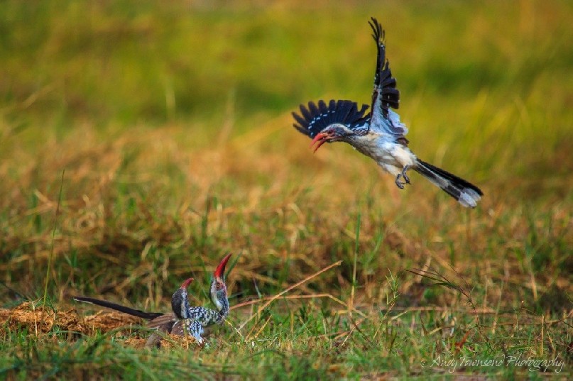Southern red-billed hornbill (Tockus rufirostris) landing.