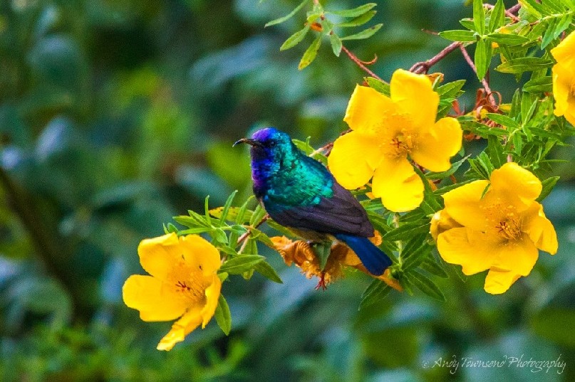 Variable sunbird (or yellow-bellied sunbird), Cinnyris venustus.
