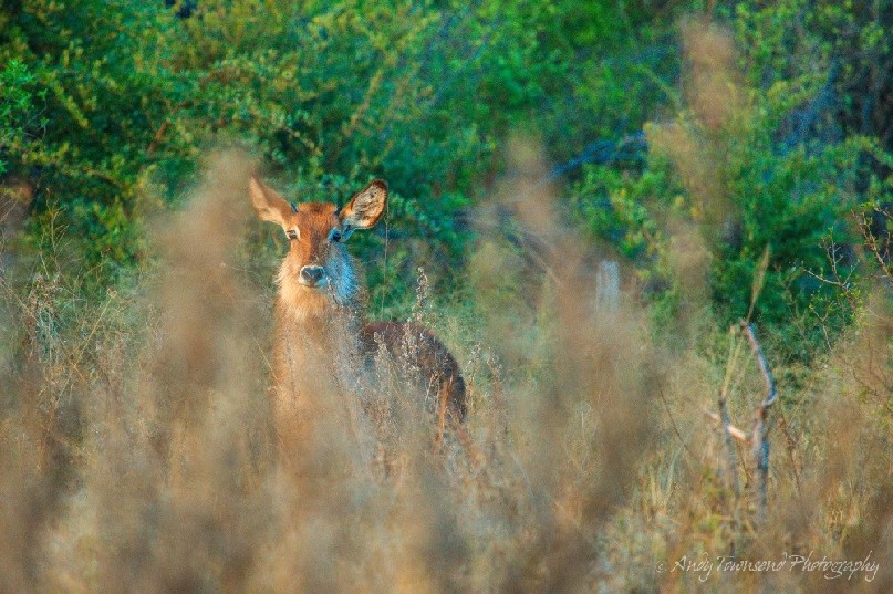 A waterbuck (Kobus ellipsiprymnus) in early morning light.
