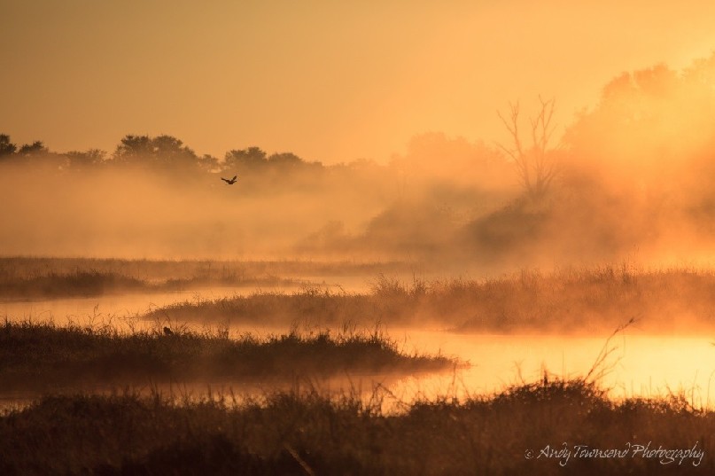 Sunrise over wetland with bird flying in the distance.