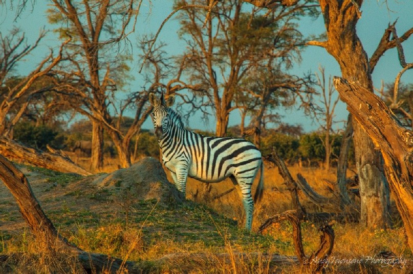 A plains zebra (Equus quagga) in sunset light.