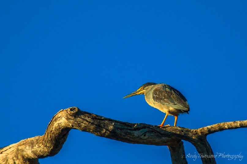If you know the name of this bird please get in touch