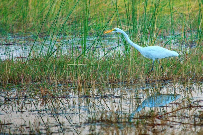 A Great (White) Egret (Ardea alba) wading through water.