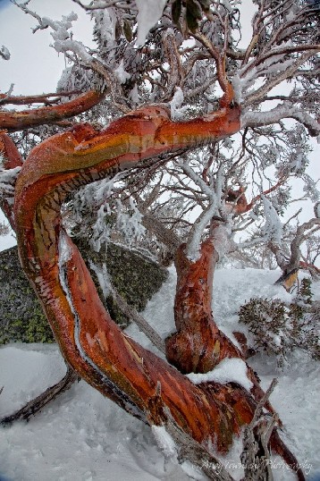 Ice and snow-encrusted red snow gum (Eucalyptus pauciflora) trunks after a snowfall, Kosciuszko National Park, Australia.
