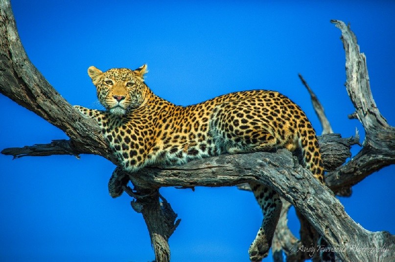 Leopard (Panthera pardus) lying in tree.