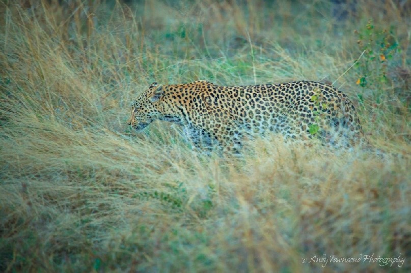 A leopard (Panthera pardus) moving through grass.