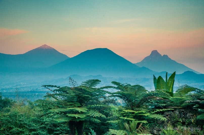 Looking over tree ferns toward Mt Karisimbi, Mt Visoke and Mt Mikeno