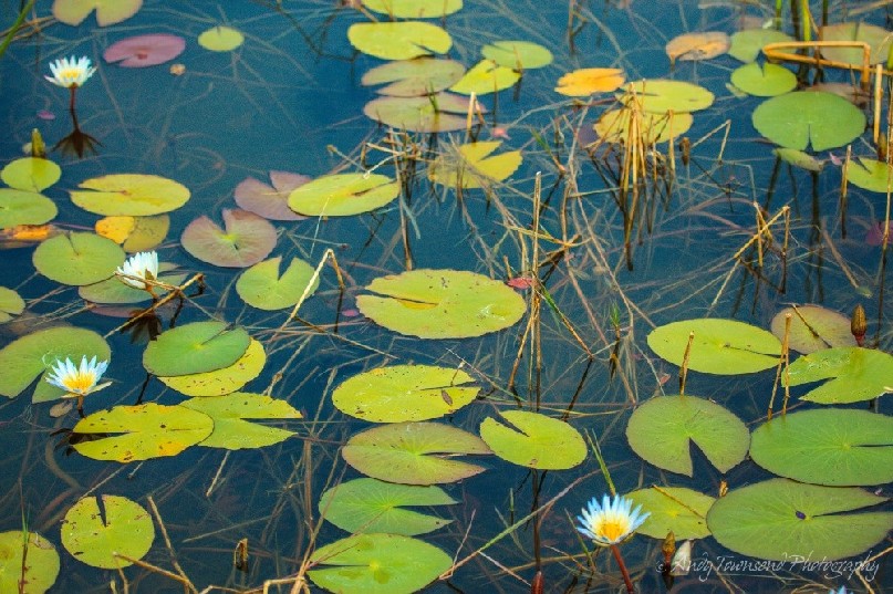 Water lily pads and flowers.