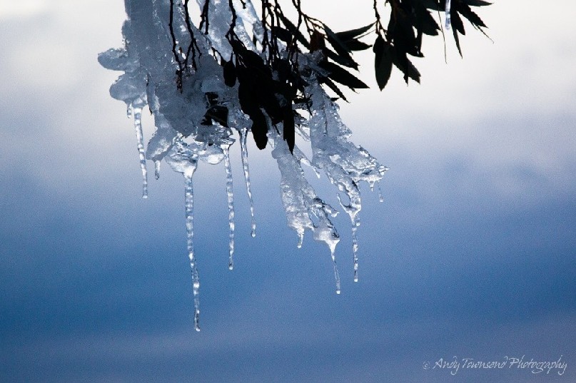 Ice encrusted snow gum (Eucalyptus pauciflora) leaves, Kosciuszko National Park, Australia.