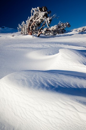 Driving winds shifts snow creating sculpted pillowed forms with distant snow laden snow gums (Eucalyptus pauciflora), Kosciuszko National Park, Australia.