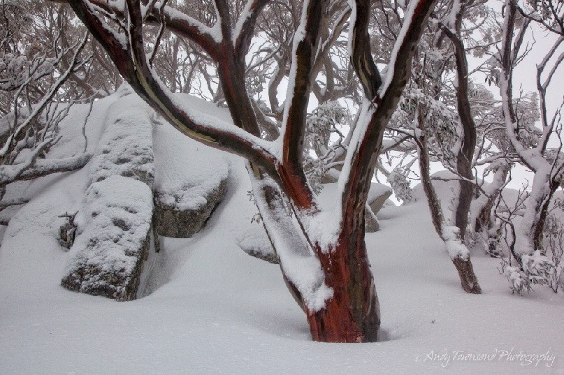 An overnight snowfall coats rocks and snow gums (Eucalyptus pauciflora), Kosciuszko National Park, Australia.
