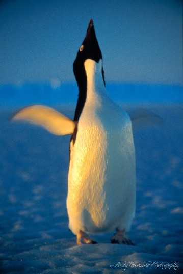During the long journey from the ice edge to its coastal breeding colony, this Adelie penguin has stopped to perform an 'ecstatic dance'.  Typically executed at the nest, this dance is displayed by male penguins to mark their territory and to attract females for the breeding season.  During this dance, the birds move their flippers slowly and extend their head toward the sky while vocalising with a 'braying' sound.