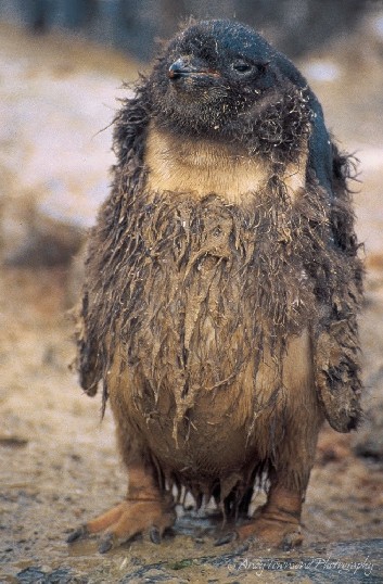 Towards the end of the Antarctic summer, the soft insulating down found on Adélie penguin chicks is replaced by waterproof adult feathers.  With very little waterproofing yet in place, this seven week old chick has just experienced its first Antarctic blizzard.  Summer temperatures and snow melt had caused a quagmire of mud and penguin poo—the perfect consistency for down dreadlocks.