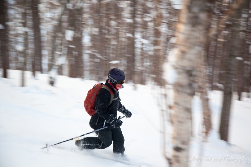 A telemark skier makes a turn through the birch forest