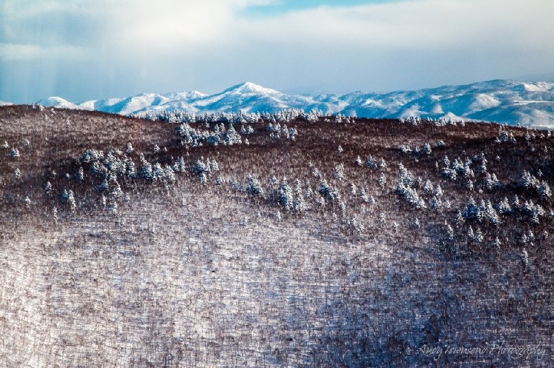 Small pockets of pine trees are dwarfed by a forest of birch trees in this winter landscape