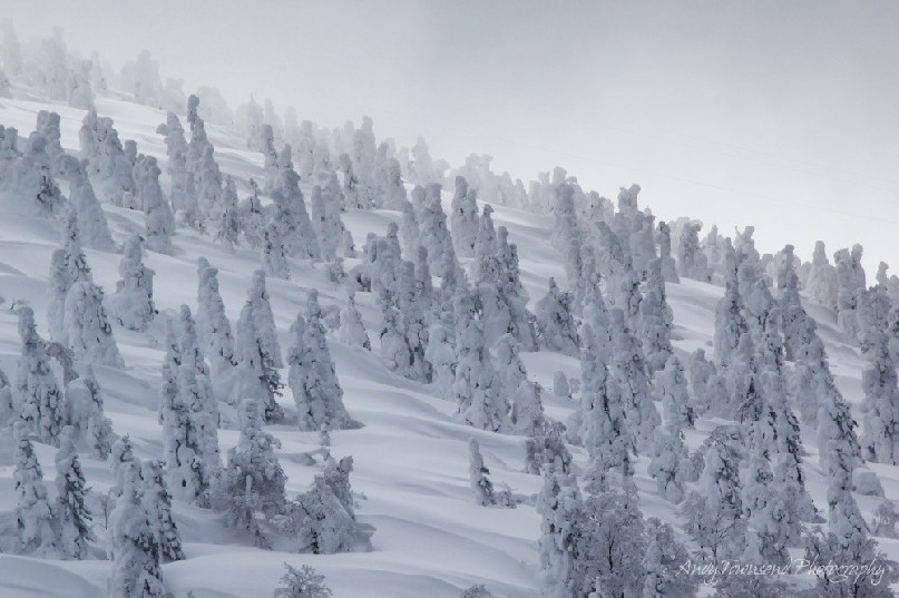 A forest of rime-encrusted 'snow monster' trees called Juhyo - Maries’ fir (Abies mariesii) on a slope of deep power snow. 