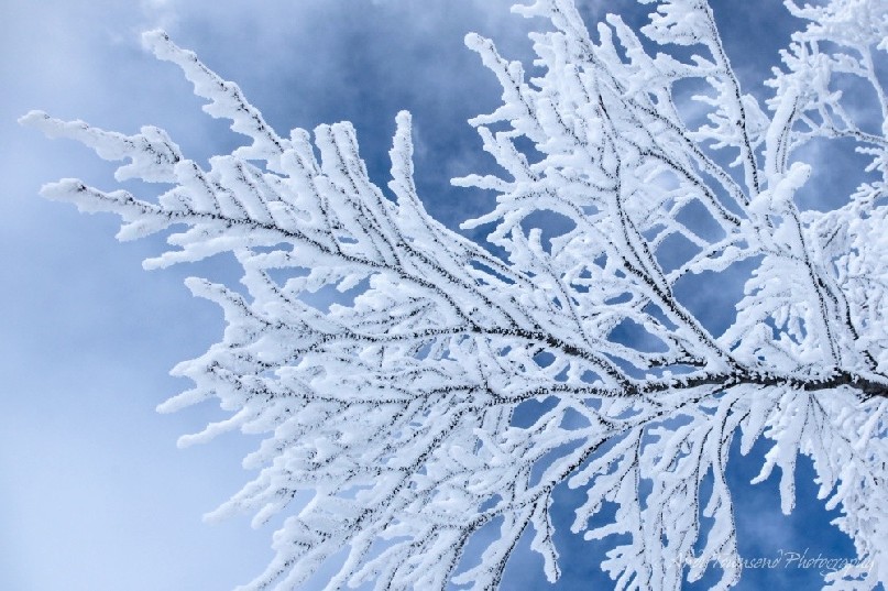 A layer of dry powder snow coats the black branch of this tree against a clearing sky