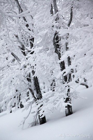 Two trees with black trunks sit in stark contrast to the snow-encrusted branches.