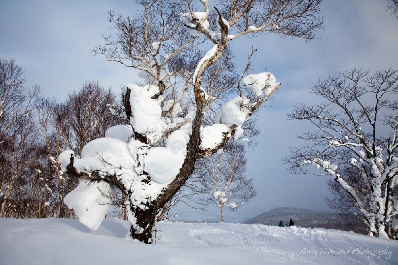 Snow piled up in large volumes in the forks and branches of this tree
