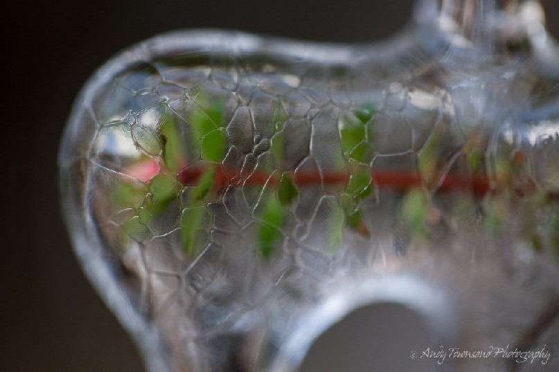A closeup of a small boronia (Boronia citriodora) frond encased in ice at Cradle Mountain.