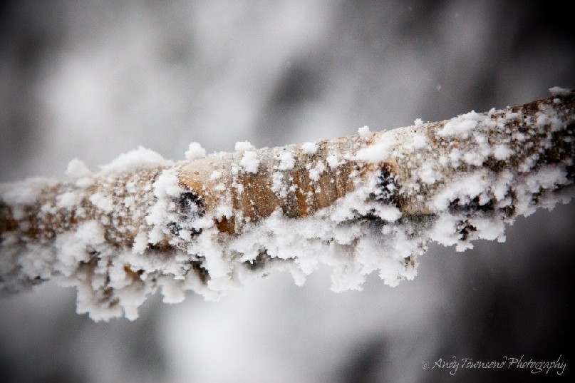 Patches of powder snow slowly build on this small birch branch