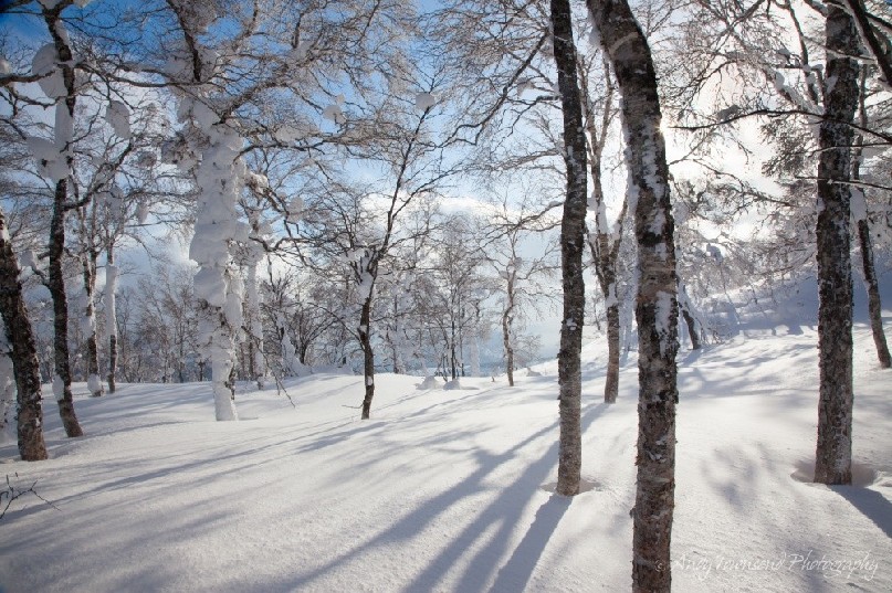 Afternoon light filters through a birch forest grove in winter
