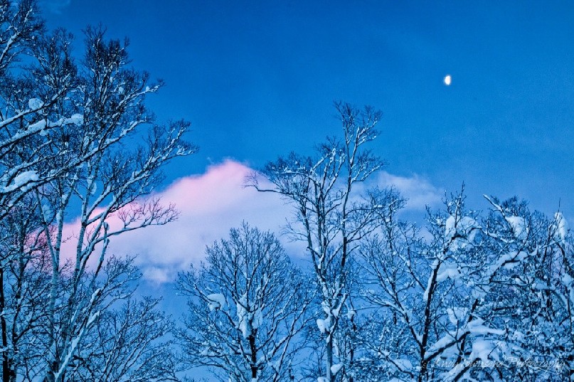 A half moon glows above snow-enveloped trees as a dawn light hits distant clouds