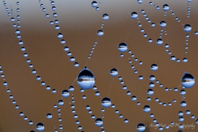 Water droplets on a spider's web in Skullbone Plains, Tasmania reflect a lake and distant shore.