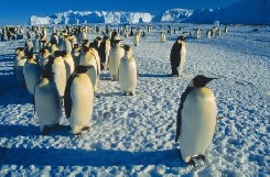 Antarctica, Images From A Frozen Land