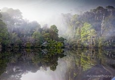 Tarkine Wilderness Area, Tasmania, Australia