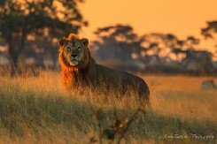 African Mammal Photographs