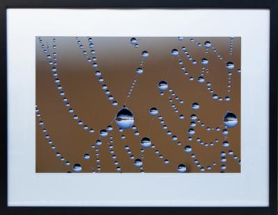 Framed Print - Web droplets