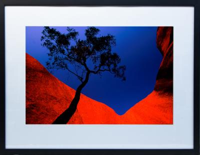 Framed Print - Uluru Bloodwood