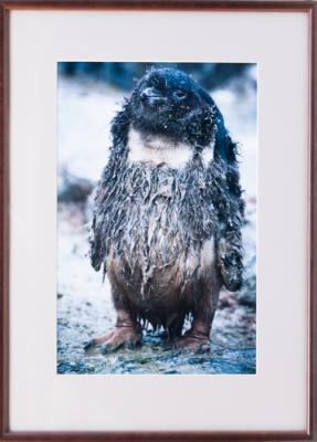 Framed Print - Hippy Penguin