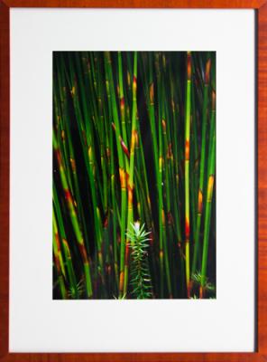 Framed Print - Reeds