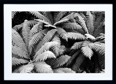 Framed Print - Fern Canopy