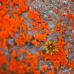 Framed Canvas Print - Lichen Detail