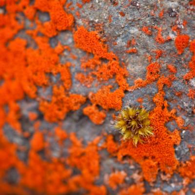 Framed Canvas Print - Lichen Detail