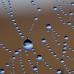 Framed Canvas Print - Web droplets