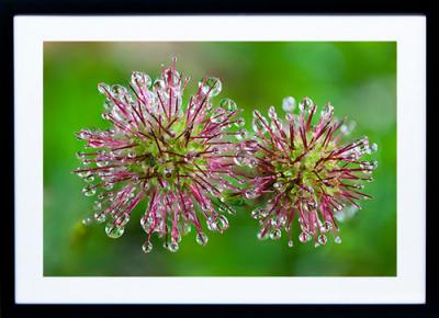 Framed Print - Buzzy Droplets